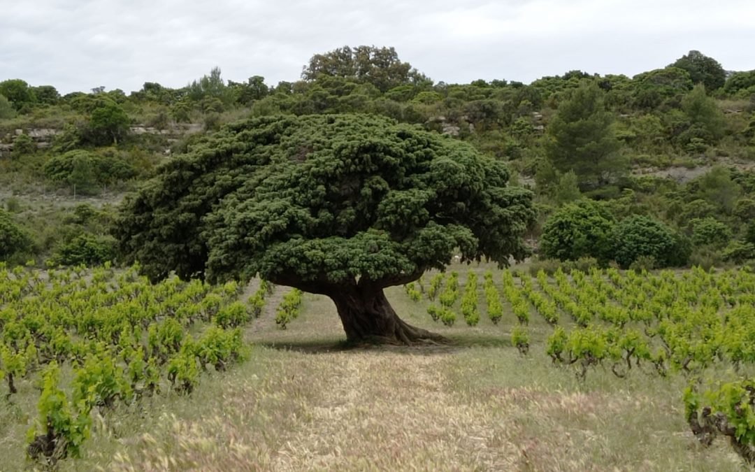 Le Genévrier d’Opoul-Périllos… Un moment inoubliable où à l’ombre de son port somptueux, ce Roi estimé entre 1600 et 1800 ans, nous a permis de vivre un instant de Grâce… MERCI  Thierry