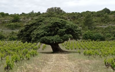 Le Genévrier d’Opoul-Périllos… Un moment inoubliable où à l’ombre de son port somptueux, ce Roi estimé entre 1600 et 1800 ans, nous a permis de vivre un instant de Grâce… MERCI  Thierry