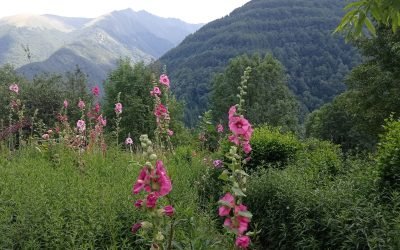 La respiration en randonnée (suite) : pendant la randonnée je respire au maximum par le nez, en faisant des respirations complètes ( ventre, thoracique, haut claviculaire). Évidemment lors d’un dénivelé positif la bouche intervient pour amener plus d’air. Je m’inspire de la marche afghane, donc par exemple lors d’une montée j’inspire 2 pas, je garde l’air 1 pas pour capter un maximum d’oxygène (si c’est possible) et j’expire 2 pas, une pause si c’est possible d’1 pas poumons vides (2/1/2/1…) etc… Très grosse montée, j’enlève les moments de pause ce qui fait 2/2,  3/3, 4/4…suivant le dénivelé. Quand un faux plat ou plat, ou descente j’oriente ma respiration par le nez qui peut se combiner avec des petits moments de pauses vides et pleins, parfois en allongeant l’expiration afin de relâcher au maximum ( sollicitation parasympathique) à suivre… Thierry