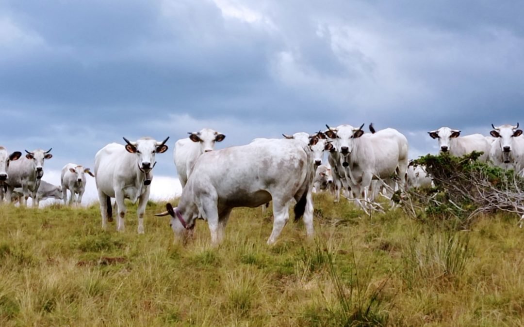 Nos amies les vaches : durant les randonnées les rencontres avec les vaches peuvent occasionner des peurs, voir des montées d’adrénaline. Nous avons plusieurs cas de figure. La vache tranquille qui vous ignore complètement, la vache peureuse, la vache qui ne veut pas se pousser, la vache qui câline son veau (c’est mignon), la vache qui vous observe et on sait pas ce qu’elle pense… Que faire? Garder au moins une distance de 20 mètres, ne pas avoir peur, leur parler tranquillement, si il ya un doute élever la voix pour s’affirmer, voir lever le bâton de marche pour s’imposer, leur dire que vous êtes végétarien, en général ça marche😉. Vous pouvez rencontrer des vaches sauvages dans le pays basque et dans certains endroits des Pyrénées orientales ce qui demande plus de vigilance. Par contre en présence de taureaux autant faire un grand tour et surtout éviter de leur dire que vous êtes un adepte de la corrida. Bises Thierry