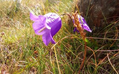 La respiration en randonnée : la respiration c’est la Vie, de la première inspiration du nouveau né à la dernière expiration, notre souffle nous porte, nous guide toute notre vie. Les Yogis ont bien compris le lien entre la respiration et les fluctuations mentales. Ils ont développé aux cours des millénaires des techniques de souffles appelées pranayama. Elles ont pour objectif la maîtrise de soi, de contrôler et d’orienter notre Énergie dans un but de libération. Une manière d’aller à l’essentiel dans notre vie et de toucher l’Essence du ciel. Durant la randonnée, il existe plusieurs possibilités de respirer en respectant sa capacité, son rythme, son potentiel c’est à dire s’écouter et ne jamais forcer. Certains jours seront plus favorables que d’autres à nous d’être vigilants… (à suivre)