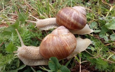 Qu’importe le temps et la manière de s’y prendre, n’oublions pas notre objectif… L’intention vaut l’action ! Bises Thierry