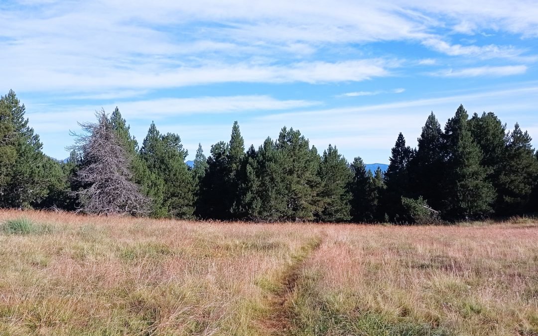 La Marche (suite) : nous sommes fait pour marcher, avancer, aller vers notre objectif, notre destinée. Ce n’est pas statique, mais tout simplement un mouvement de Vie au rythme de la Vie. Notre civilisation s’oriente vers le plus en plus vite, la performance, souvent assis nous regardons la Vie à travers un écran, nous ne prenons plus le temps de nous déplacer à pied. Quel dommage de négliger la Vie, donc de se négliger. N’attendez plus, utilisez vos jambes, votre corps afin de bénéficier de tous les avantages physiques, psychologiques et de réduire toutes les formes de stress… (à suivre)