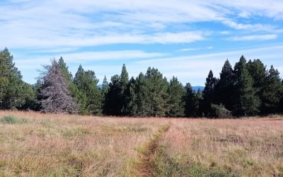 La Marche (suite) : nous sommes fait pour marcher, avancer, aller vers notre objectif, notre destinée. Ce n’est pas statique, mais tout simplement un mouvement de Vie au rythme de la Vie. Notre civilisation s’oriente vers le plus en plus vite, la performance, souvent assis nous regardons la Vie à travers un écran, nous ne prenons plus le temps de nous déplacer à pied. Quel dommage de négliger la Vie, donc de se négliger. N’attendez plus, utilisez vos jambes, votre corps afin de bénéficier de tous les avantages physiques, psychologiques et de réduire toutes les formes de stress… (à suivre)