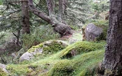 La Marche (resuite et fin) : la marche est essentielle elle nous permet de nous connecter à cette Terre qui nous accueille pour vivre nos expériences. Avoir les pieds sur terre, être ancré à cette terre mère, nourricière nous amène progressivement à dépasser nos états de survie et nous diriger vers la Vie. Les sensations d’encrage, d’enracinement, sont indispensables afin de cheminer dans la sécurité, la stabilité. Un édifice doit avoir de bonne fondation pour perdurer dans le temps. Évidemment nous pouvons nous ancrer dans n’importe quelle situation, circonstance, lieu… La Marche (et ça marche!😉) active complètement nos sensations, nos perceptions et si tout à coup ça glisse, pas le choix que de revenir vers soi, de s’enraciner et de repartir sur son chemin avec gratitude… Bises Thierry