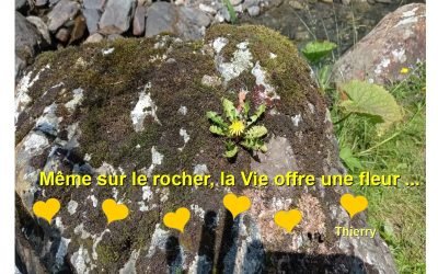 Même sur le rocher, la Vie offre une fleur… Thierry