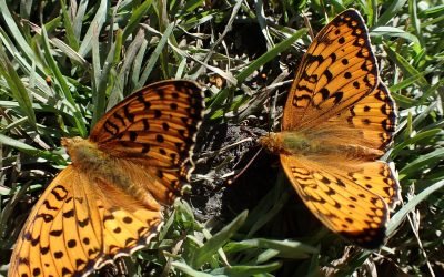 Nous pouvons nous aider……….sans nous accabler de souffrances juste de la douceur!  Thierry