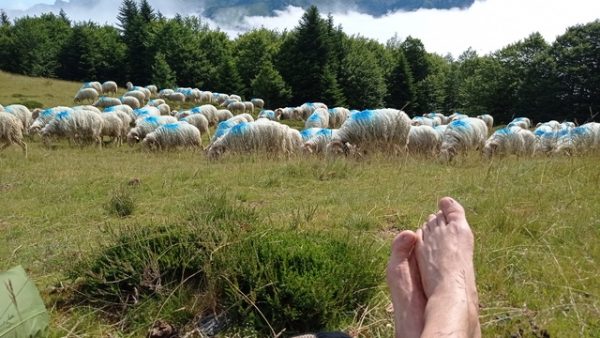 Pause ovine
