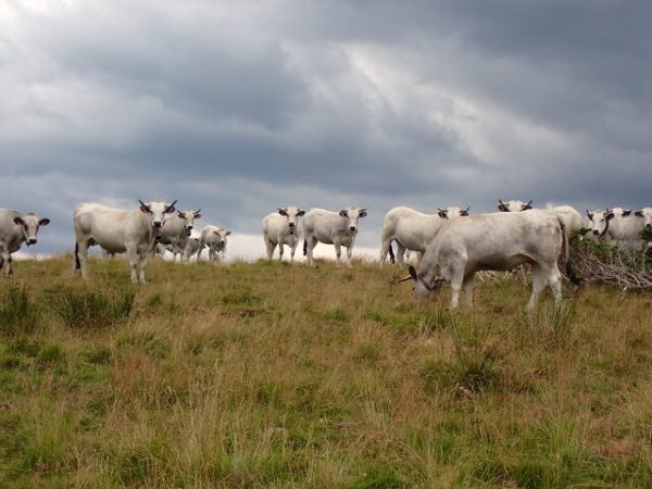 Ruminant 1