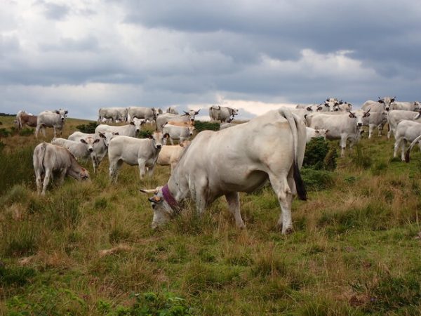 Ruminant 2