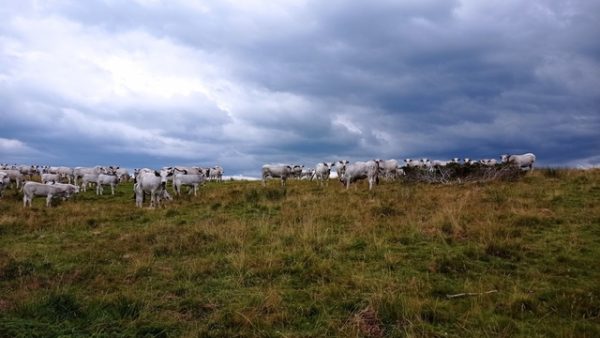 Ruminant