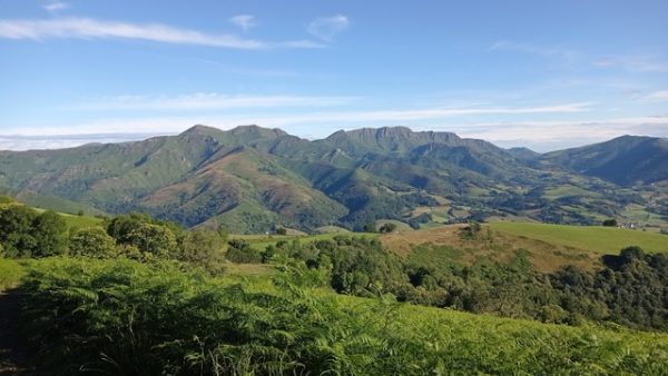 Verdure amnésique