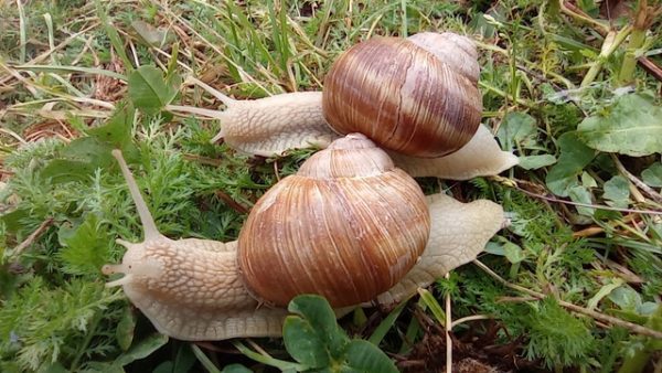 Cheminons ensemble