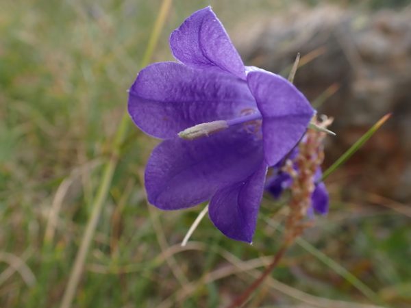 Délicat