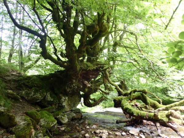 L'arbre maître