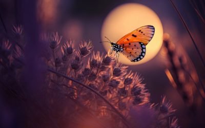 Partage Yoga mercredi soir 2 août