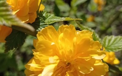 Infos Yoga “Pâques”