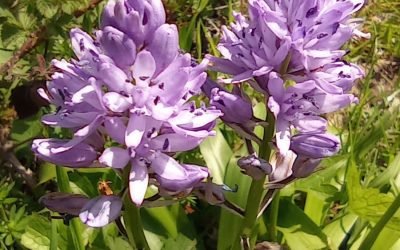Beau Partage aux gîte Cœur de Forêts
