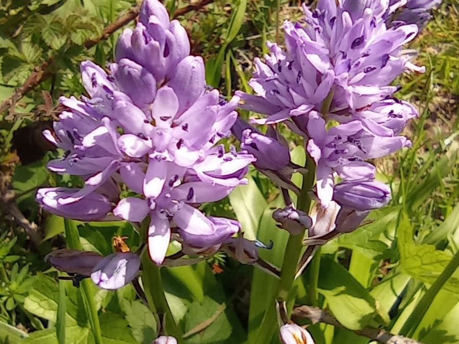 Beau Partage aux gîte Cœur de Forêts