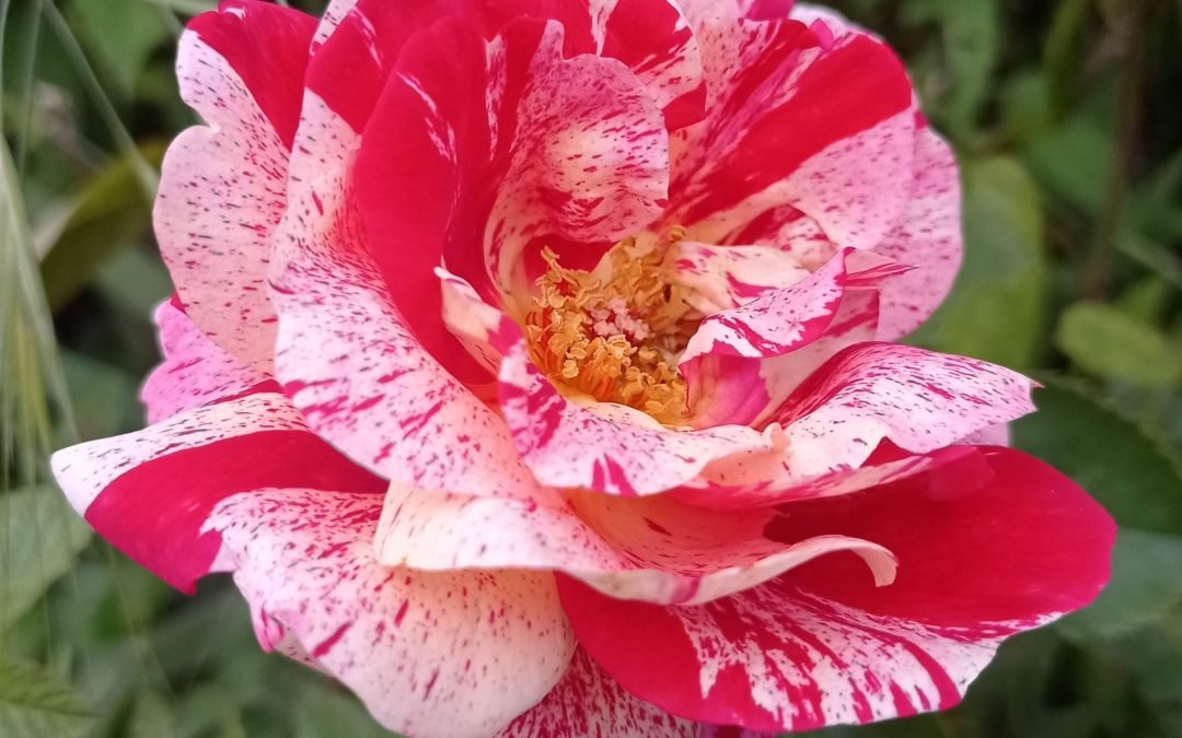 Pas de cours le jeudi de l’Ascension