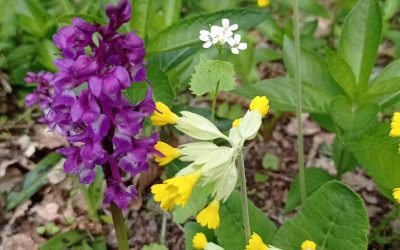 Infos Yoga jours fériés et stage juin 2025